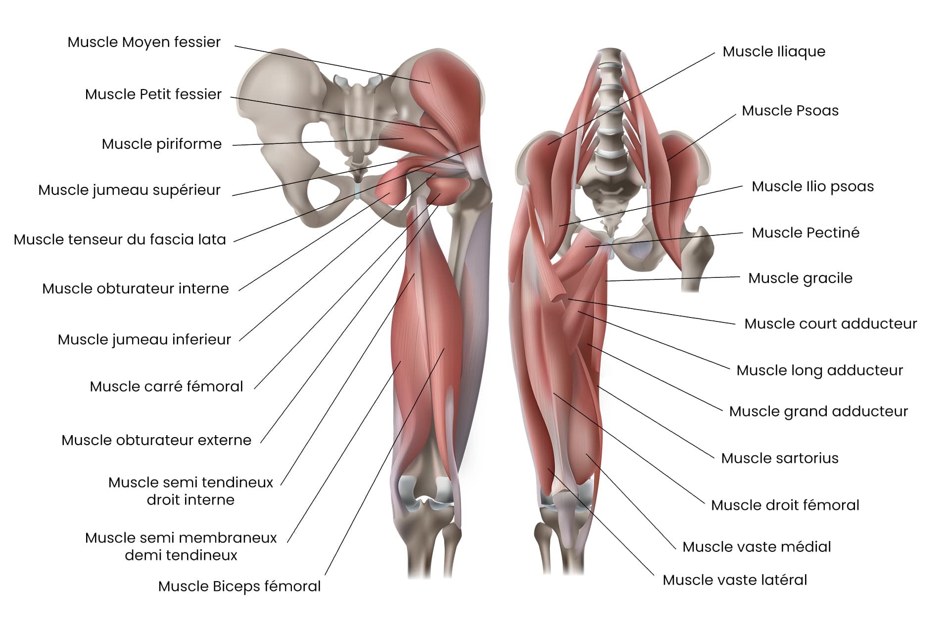 9 meilleures idées sur Anatomie - Hanche  anatomie hanche, anatomie,  anatomie du corps humain